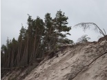 Jesienne wydmy łebskie: Czy jak drzewa spadają z klifu to idzie jesień? Widać sztandarowy przykład drzew tzw. sztandarowych.